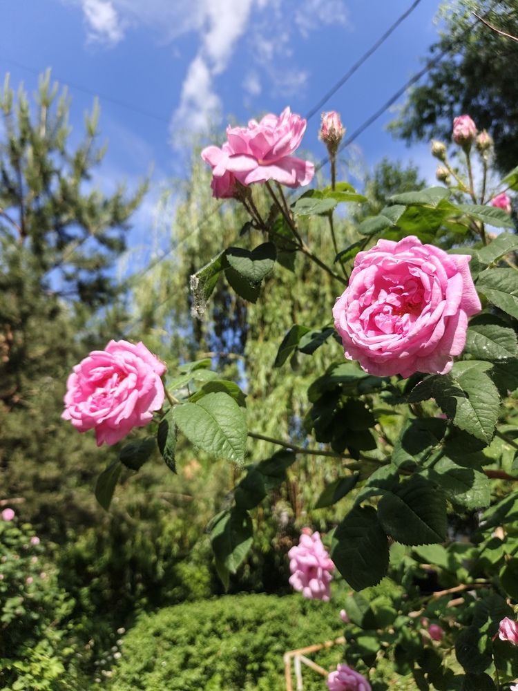 Photograph by Надия Голочалова