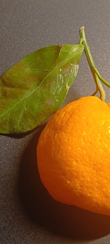 Photo #13684356