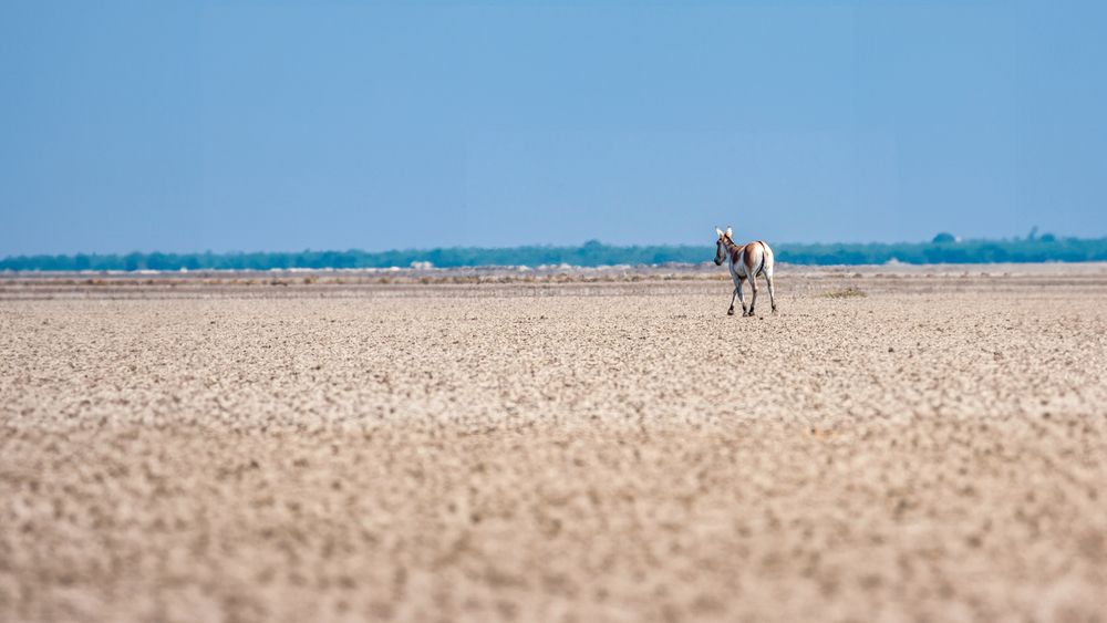 Photograph by Ashit Gandhi