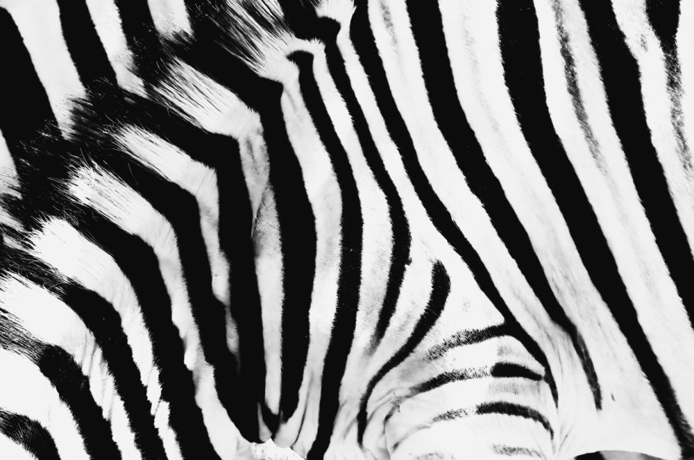 la diagonale du zebre