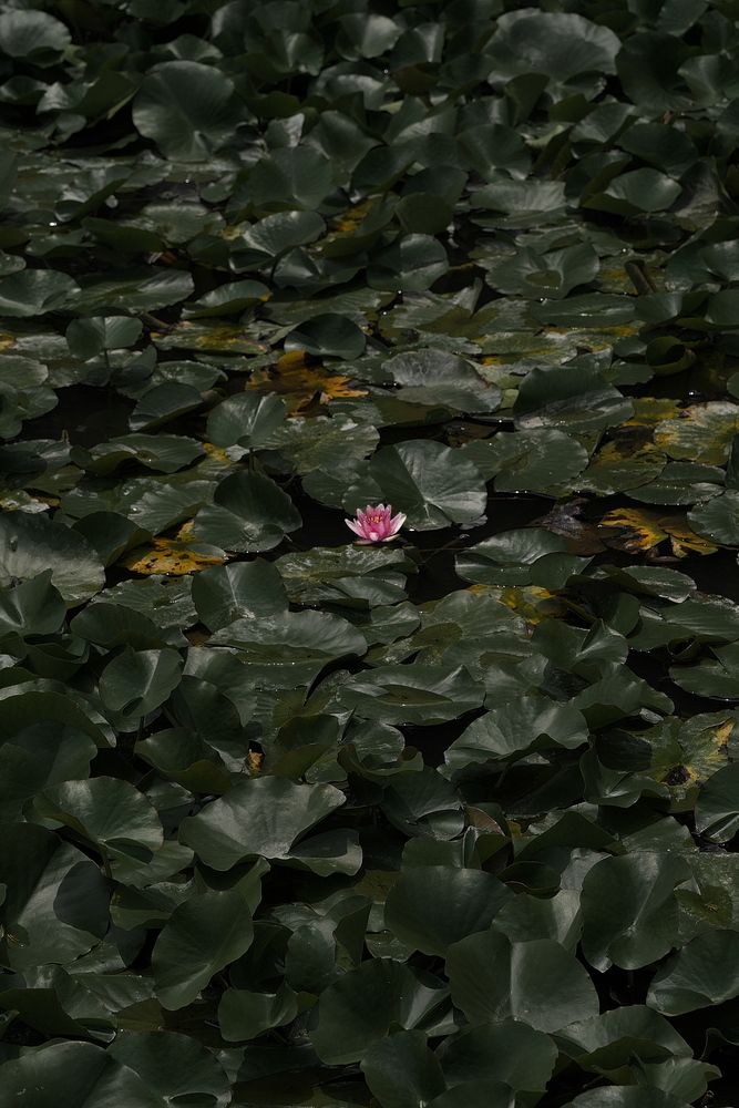 Photograph by Ikuta Hidenori