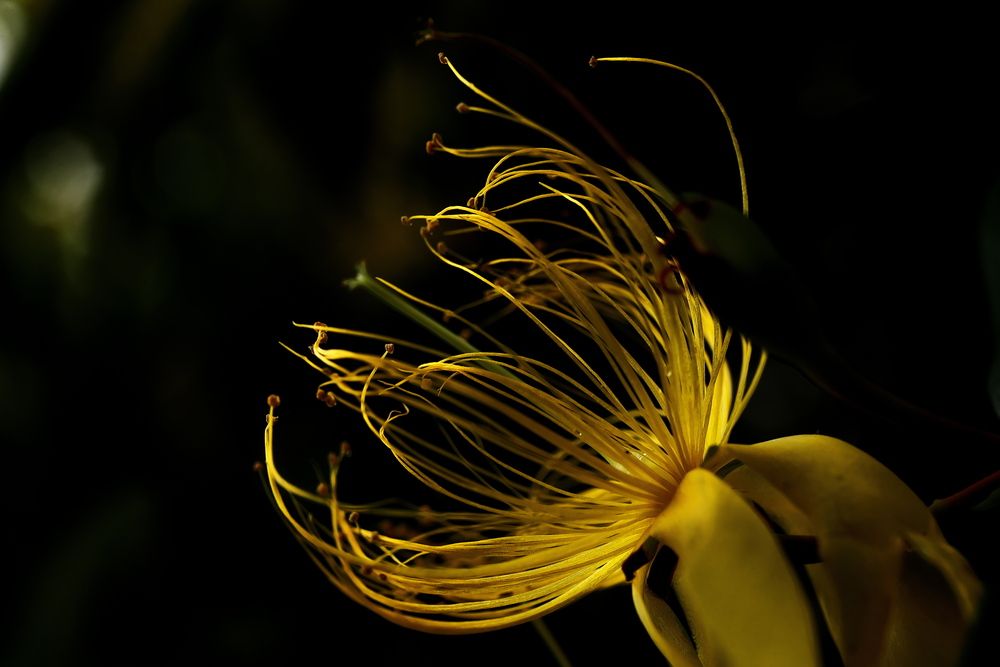 Фотография автора Ikuta Hidenori