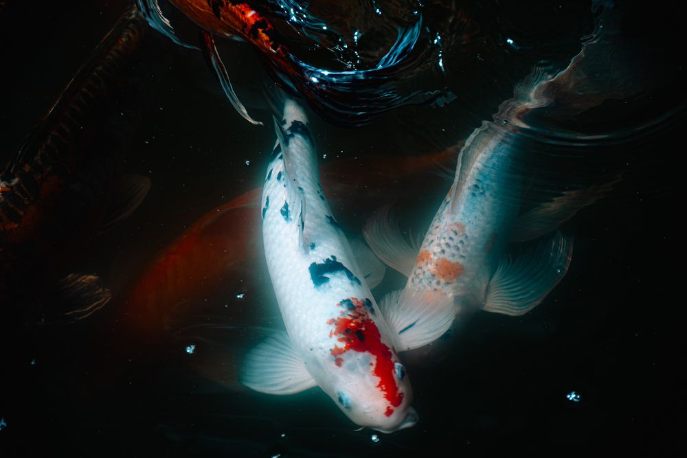 Photograph by Павел Ващилов
