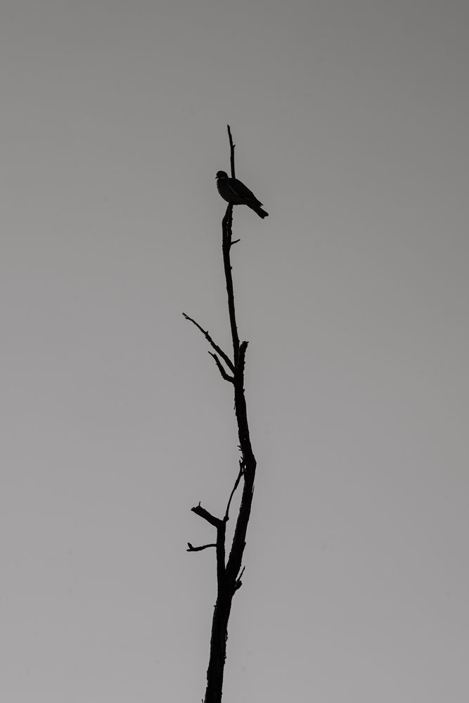 Edge of Silence