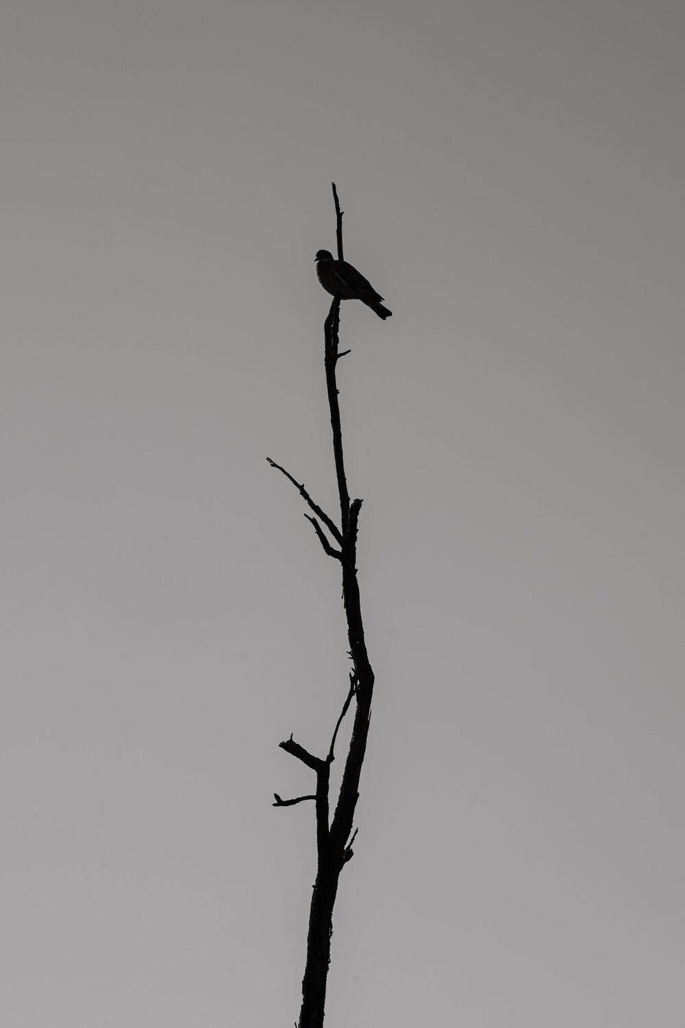 Edge of Silence