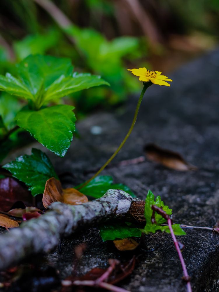 Photograph by nileydi Colmenarez