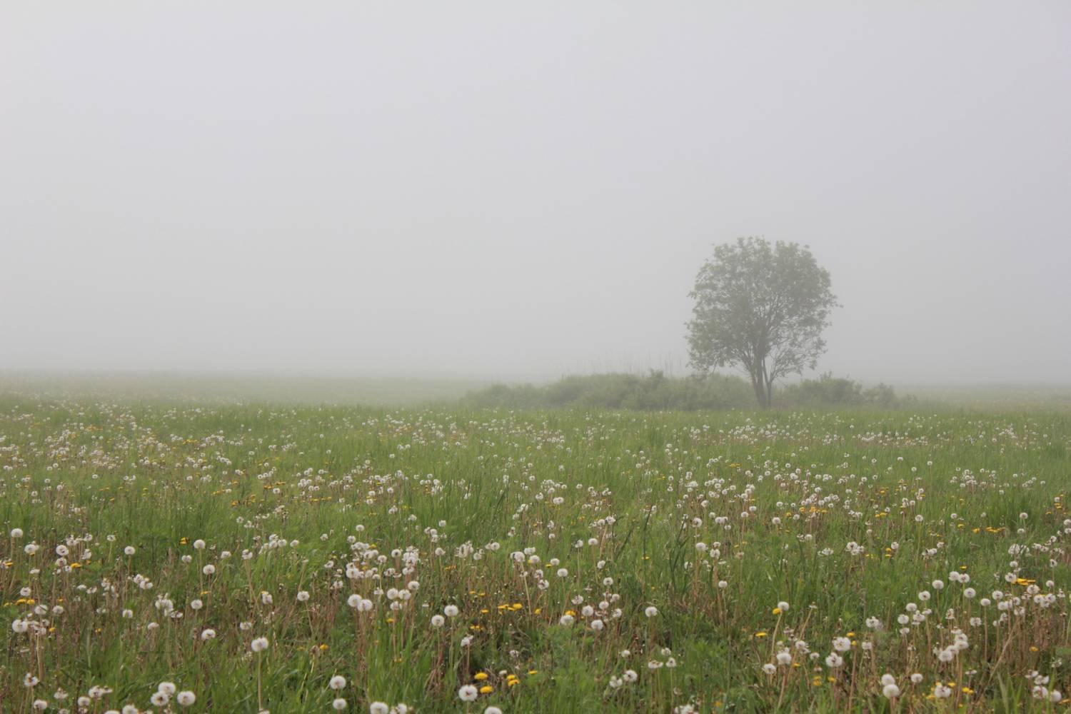 Photo #13685392