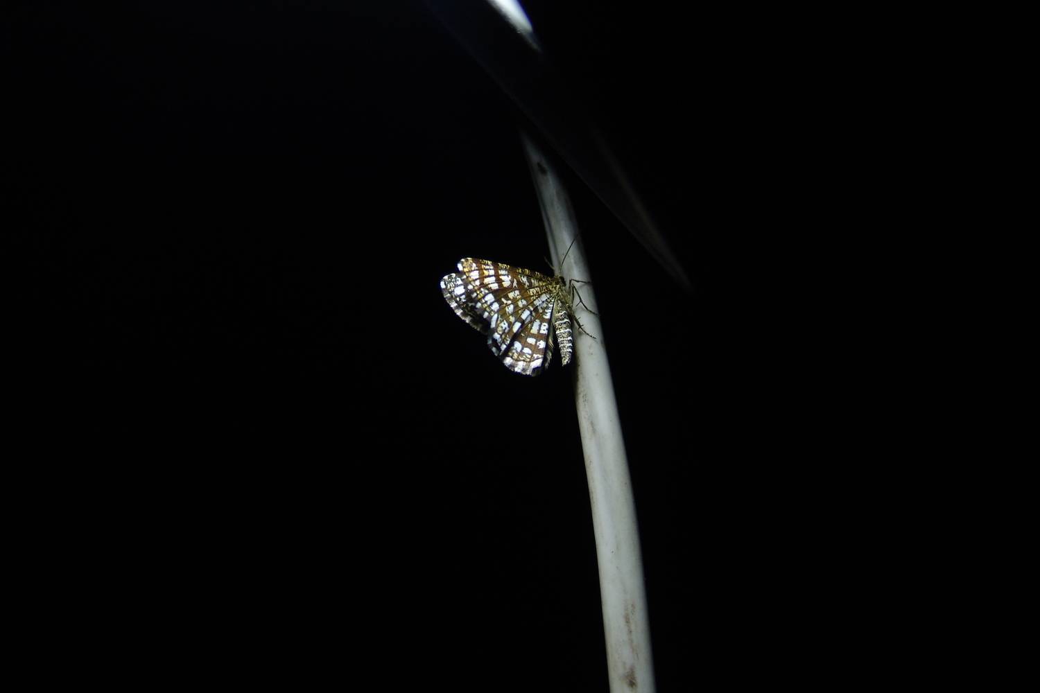 Photo #13685735