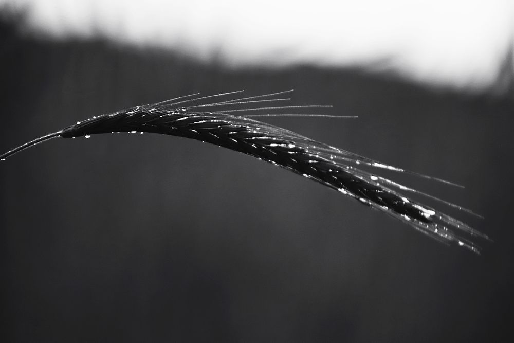 Photograph by Наталья Медовова