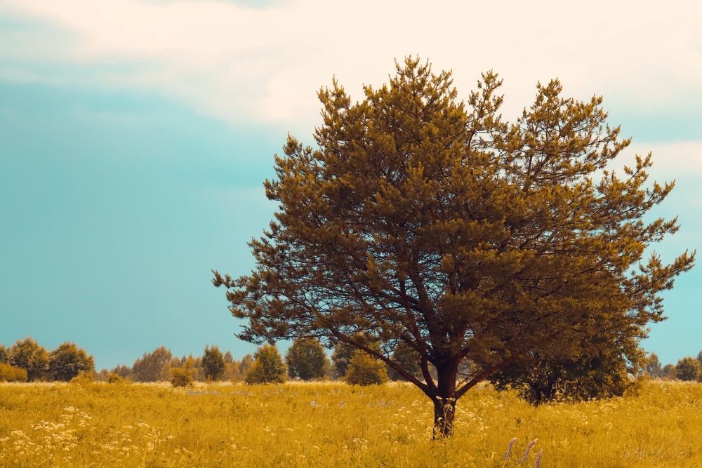 Photograph by Наталья Медовова