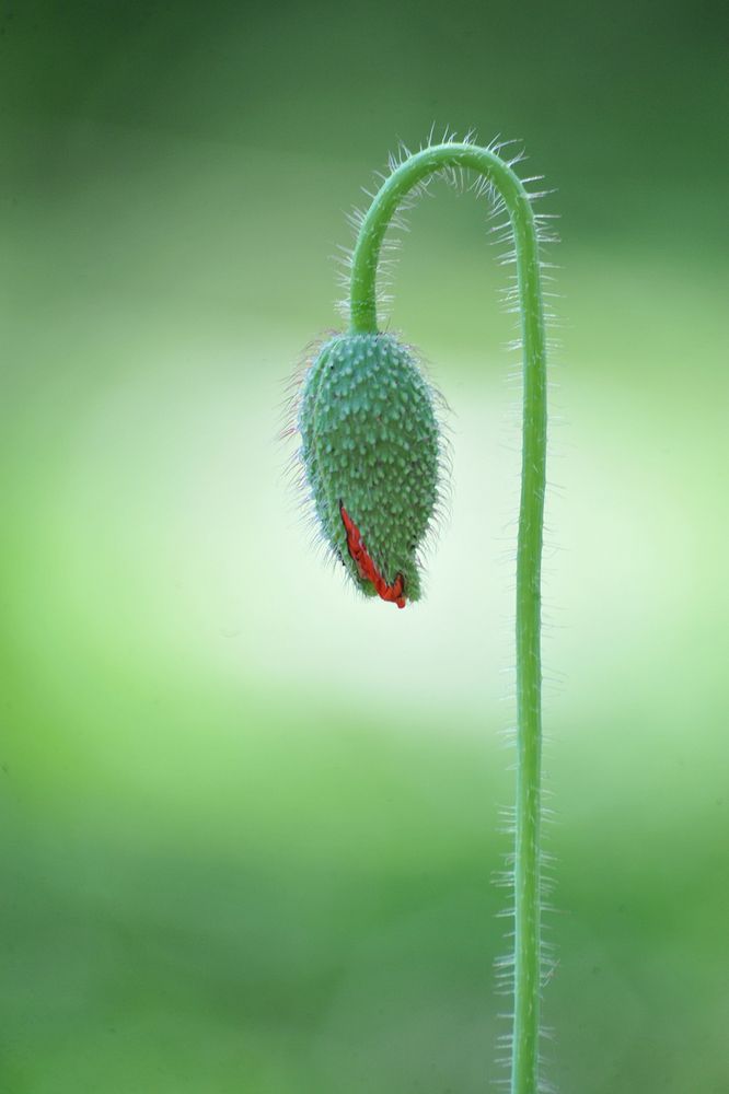 Photograph by Farid Ataei