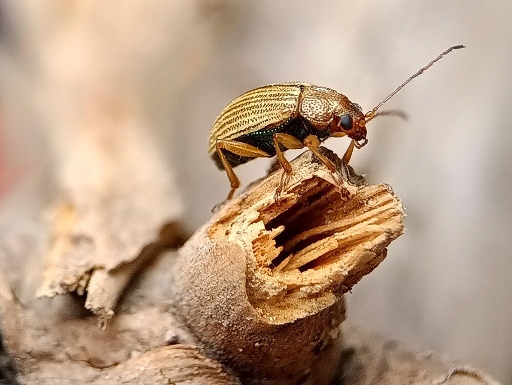 Photograph by Alan Rodolfo Parra Santiago
