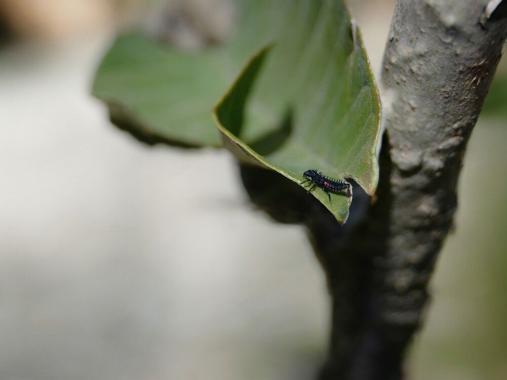 Photograph by Alan Rodolfo Parra Santiago