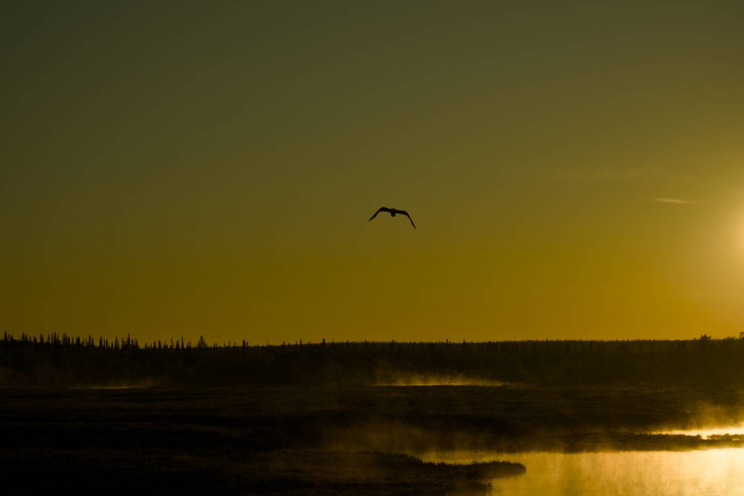 Photo #13687071