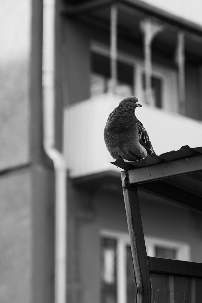 Photo #13687146