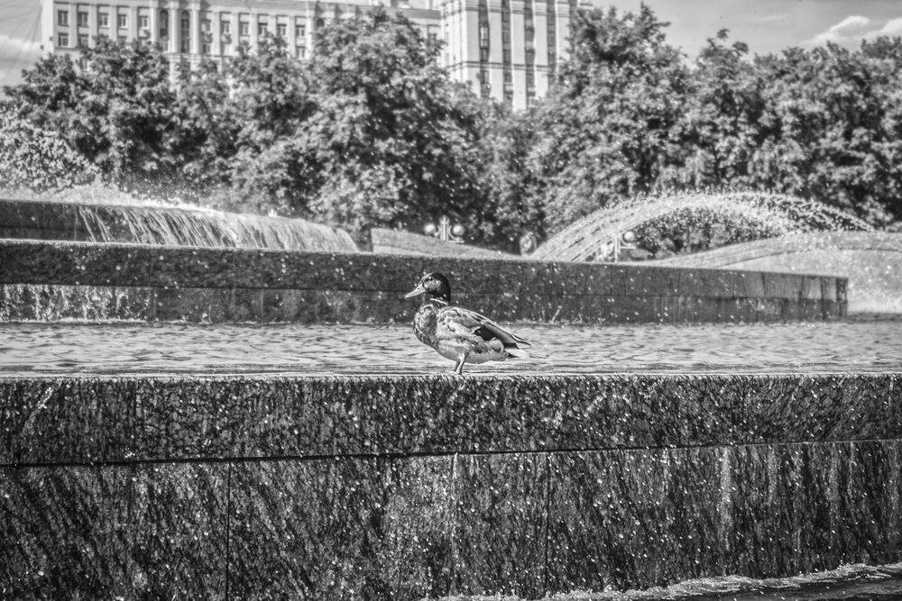 Photograph by Роман Гурененко