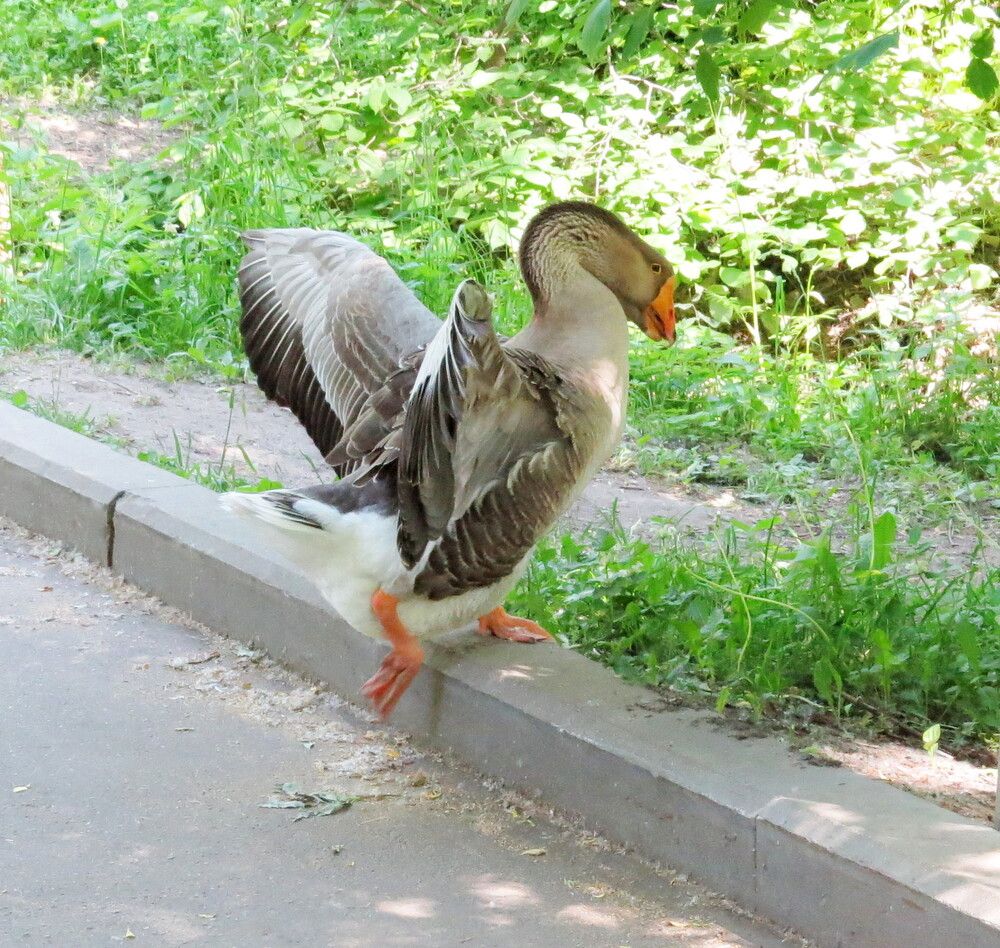 Убегающий гусь
