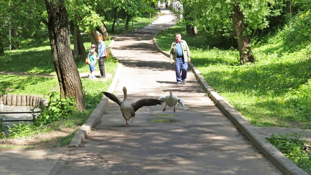 Убегающие гуси