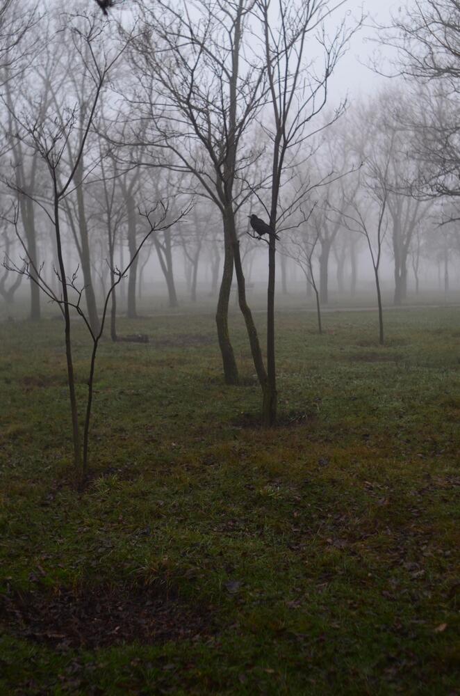 Photograph by Ольга Белогузова