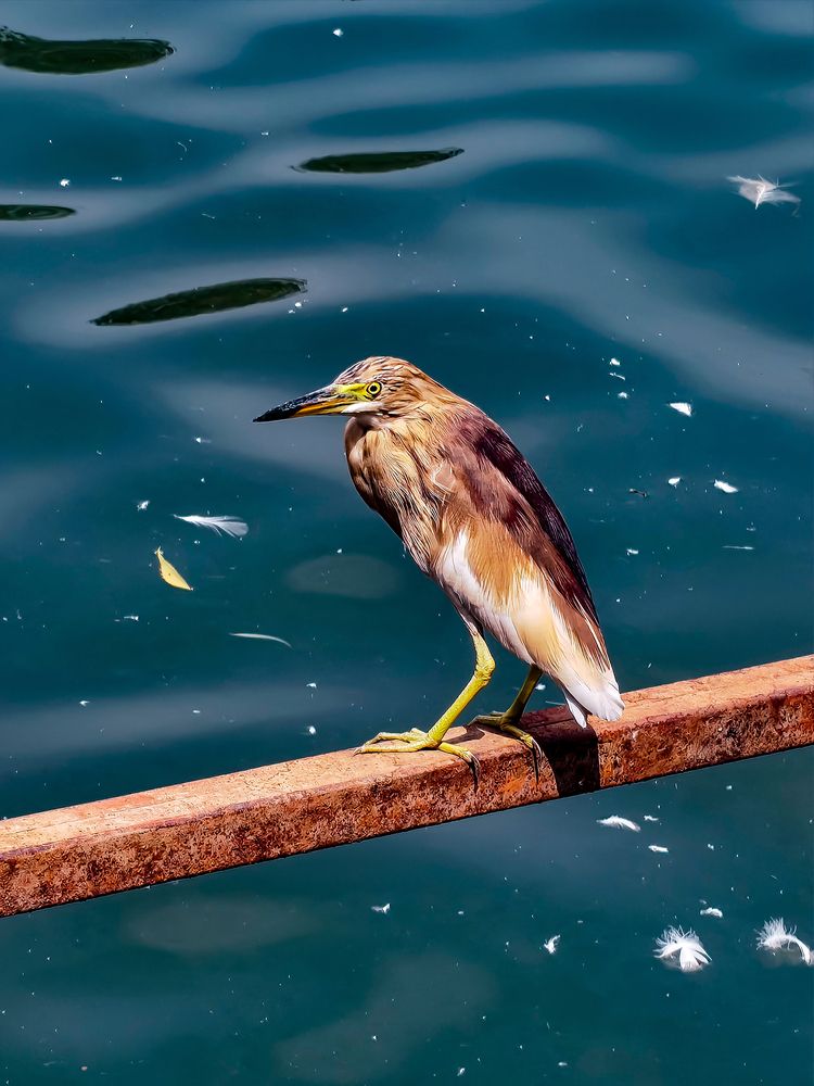 Фотография автора Prateek Maurya