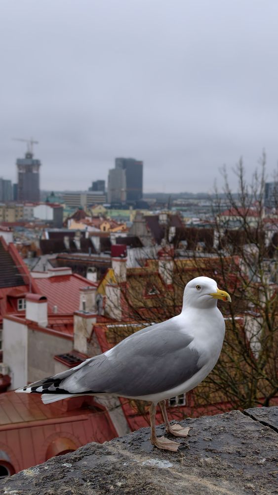 The Guardian of Old Tallinn