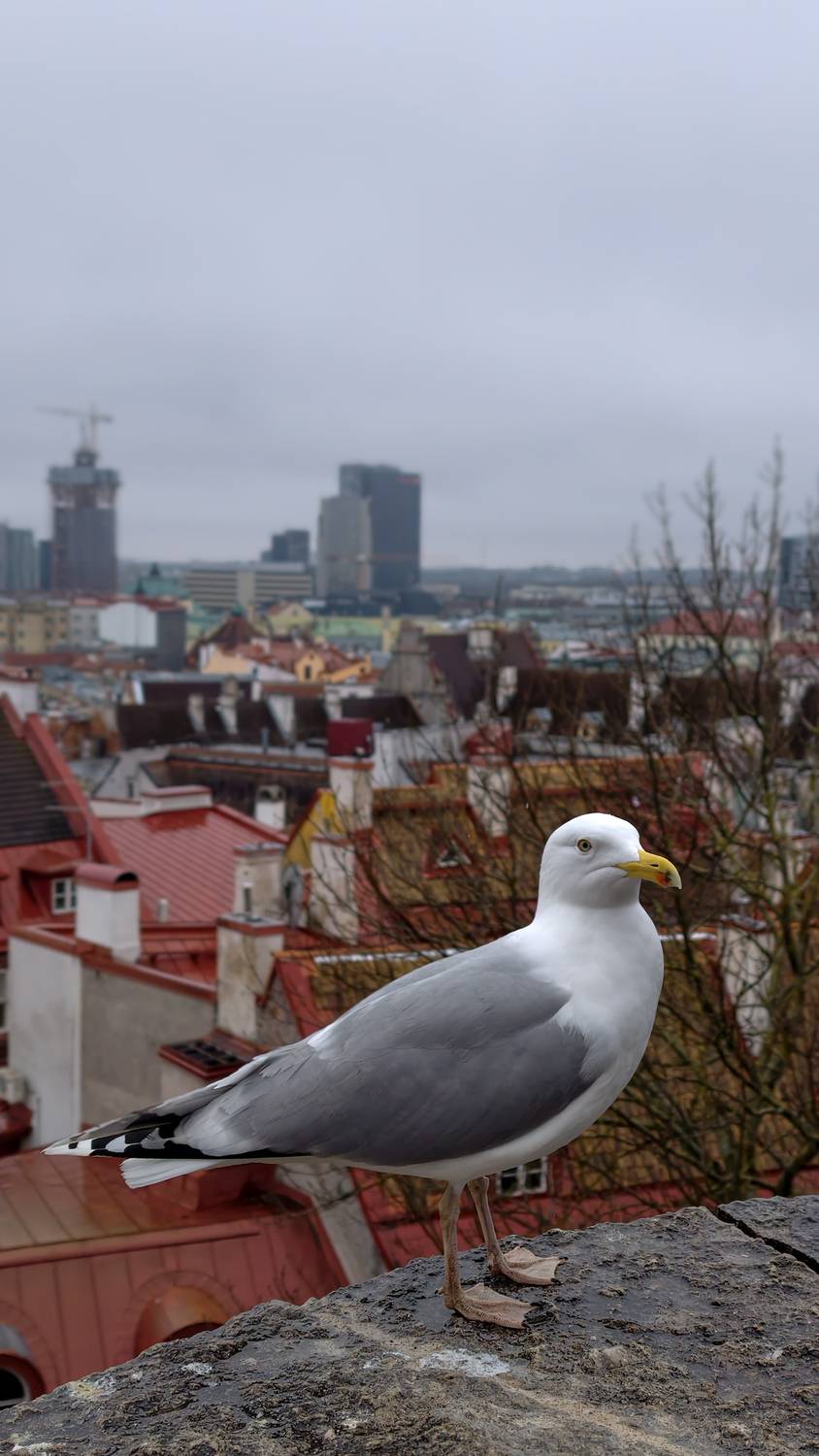 The Guardian of Old Tallinn