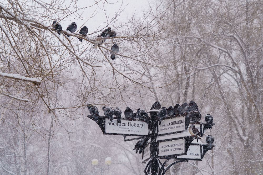 Photograph by Владимир Рогулькин