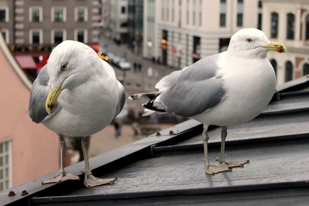 Photograph by Алексей Макаров