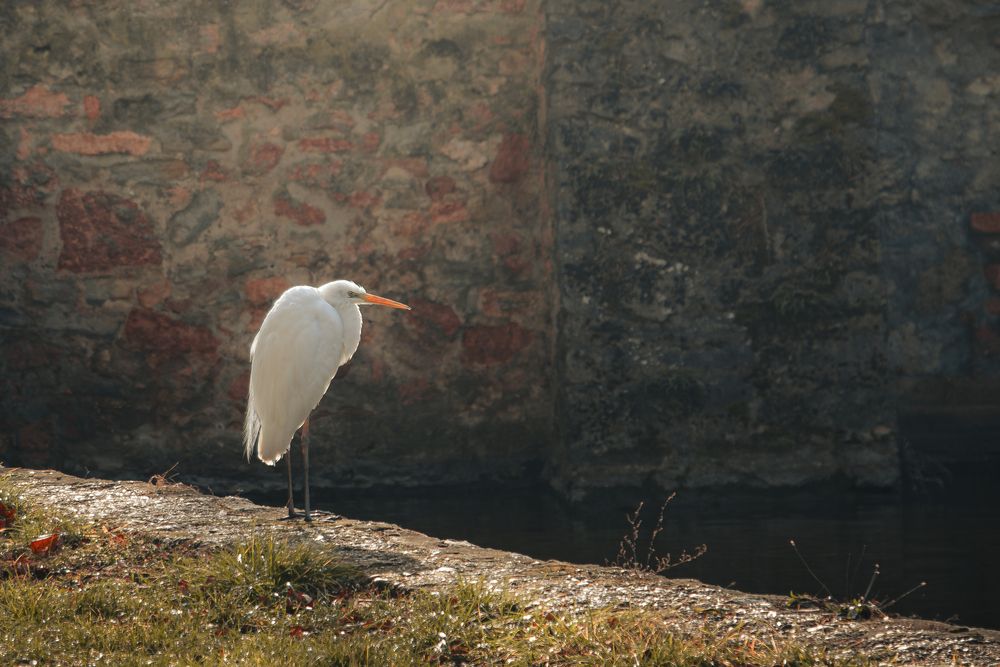 Photograph by Veronika Biró