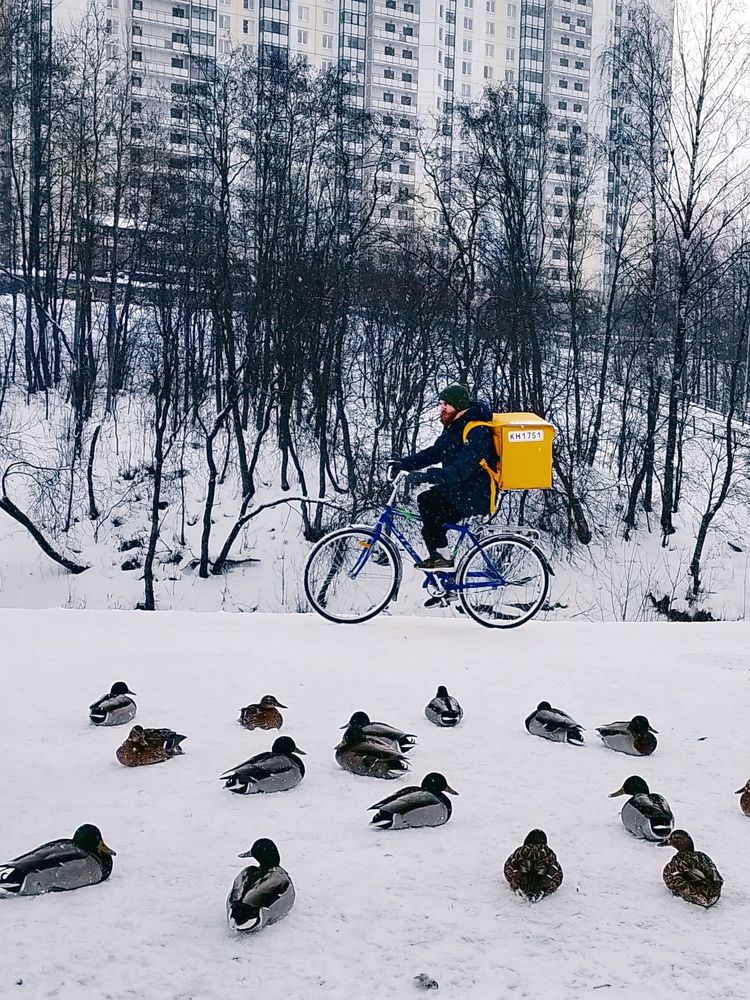 Утки и зима
