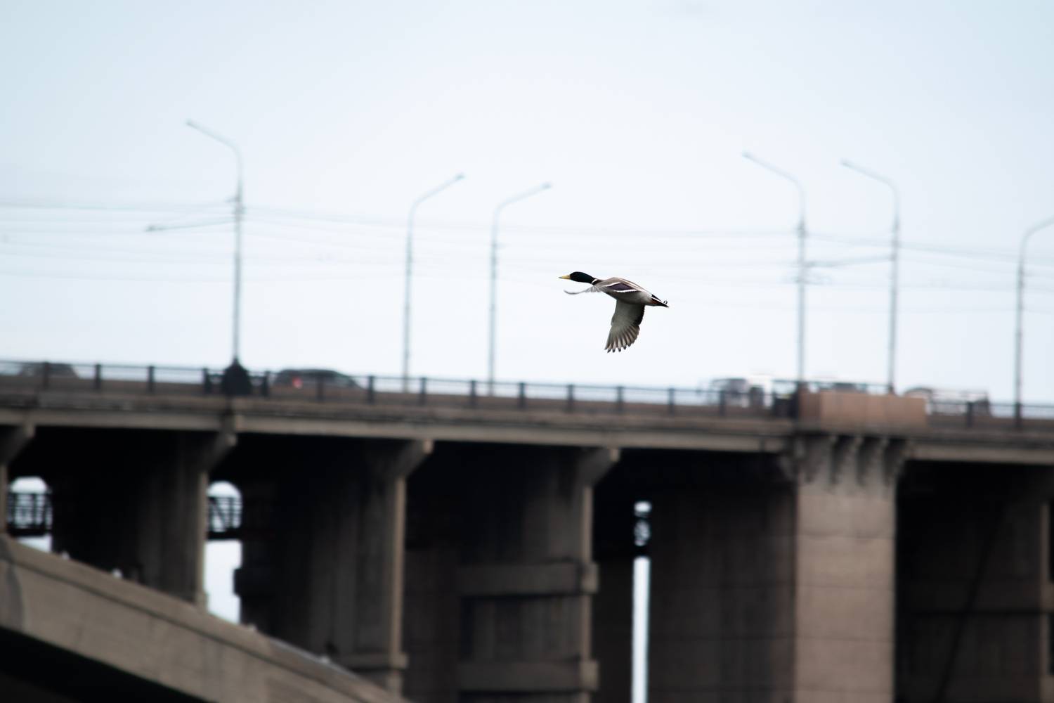 Photo #13687445