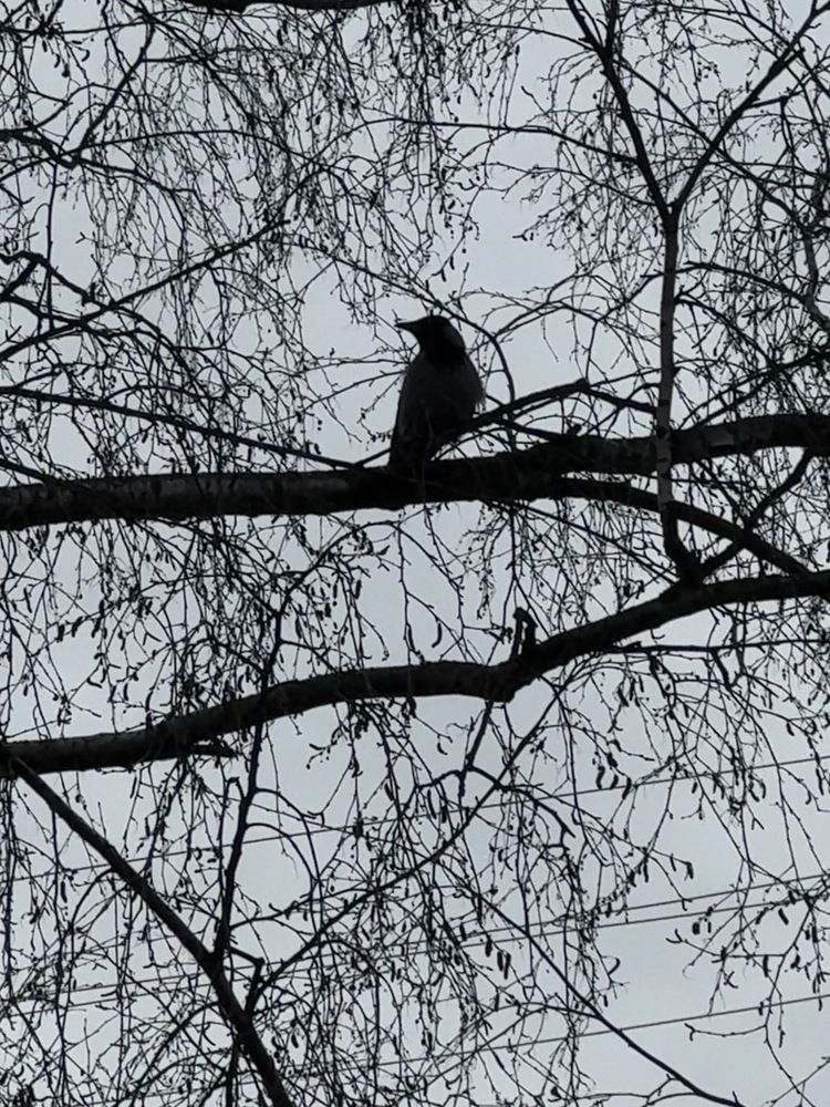 Photograph by Наталья Чехова