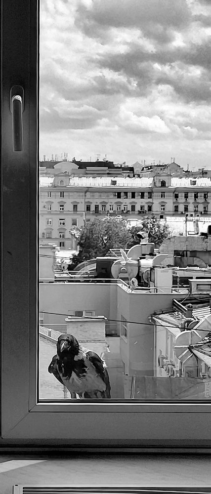 Photo #13687521