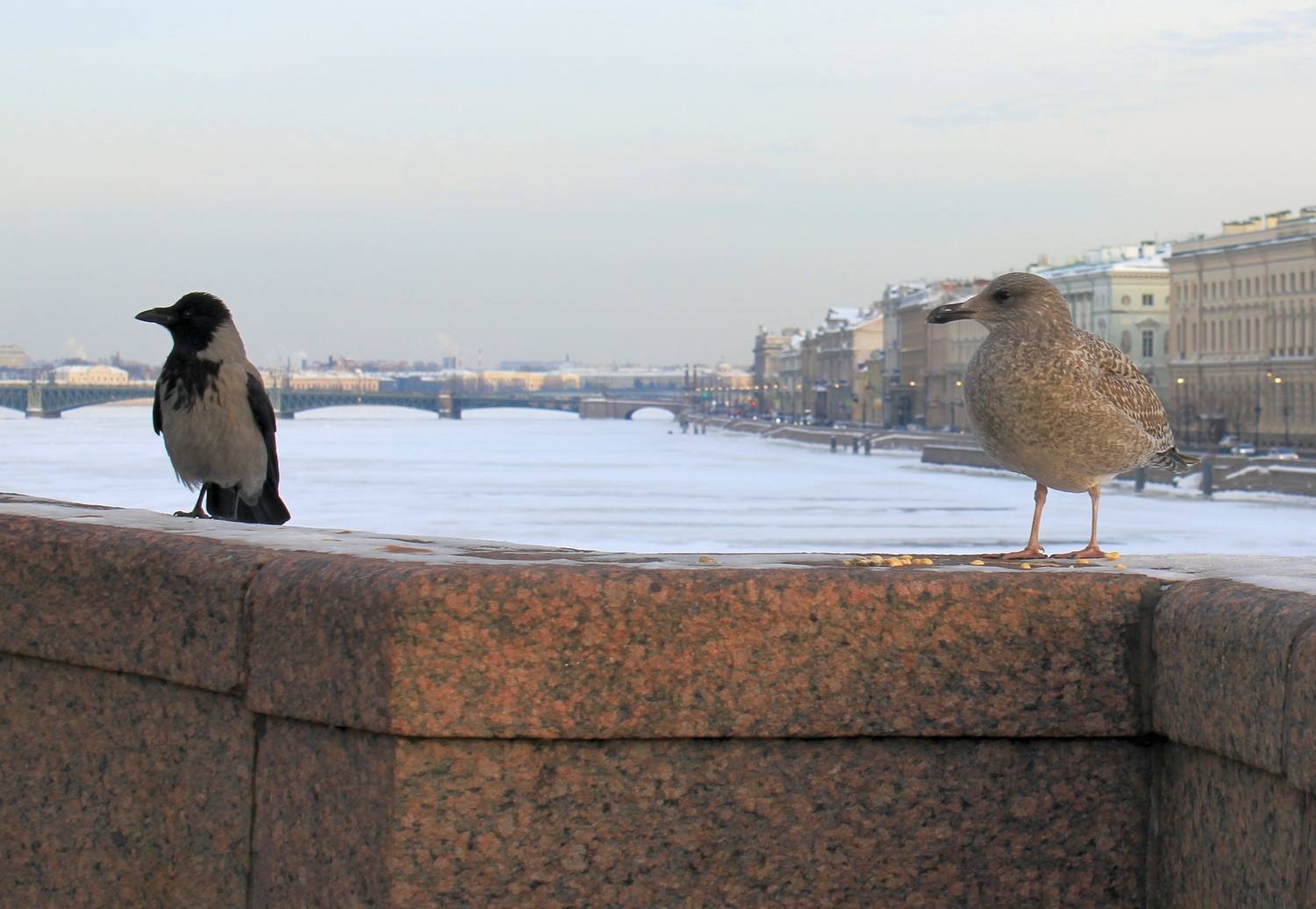 Photo #13687592