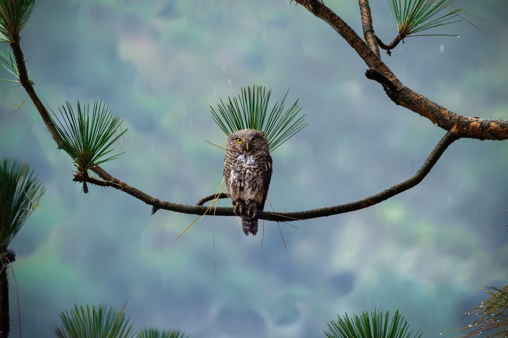 A Crown Woven by Nature