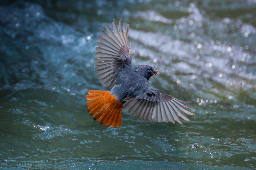 Hunter Over the Rapids