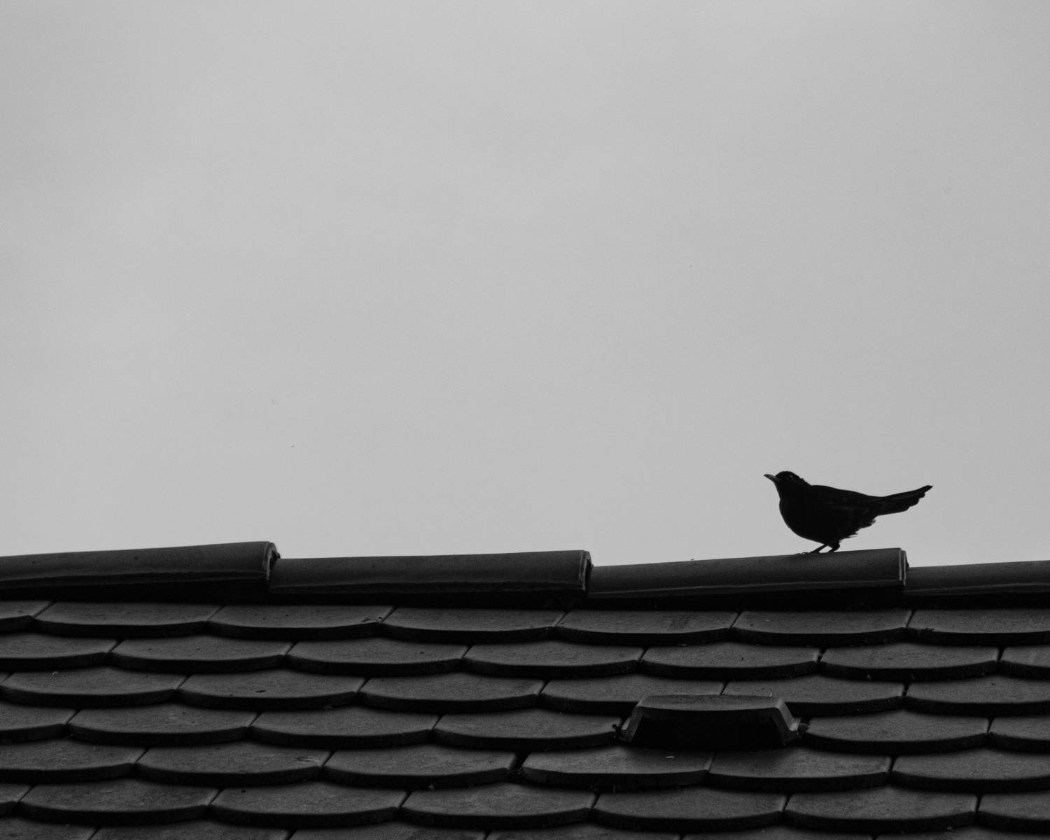 Photo #13687624