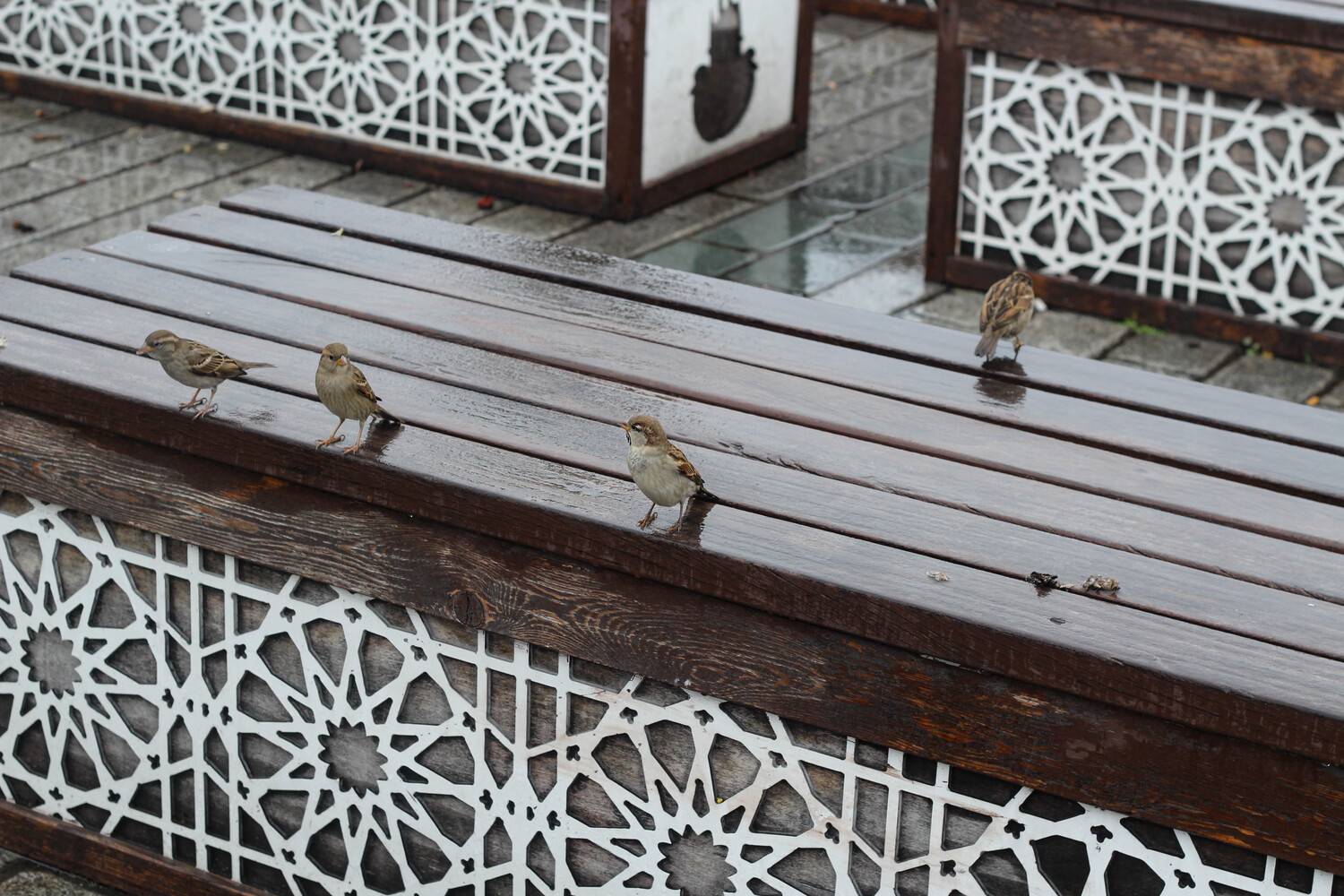 Photo #13687687