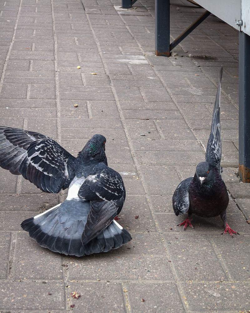 The Confrontation