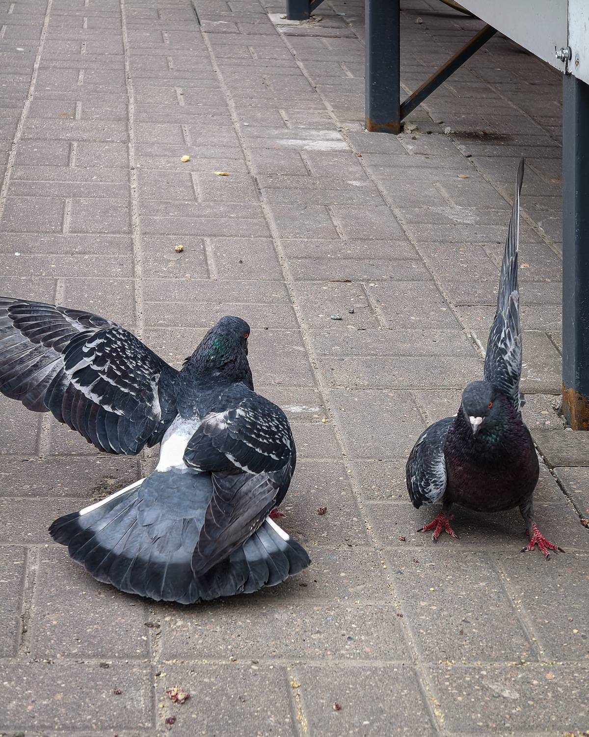 The Confrontation