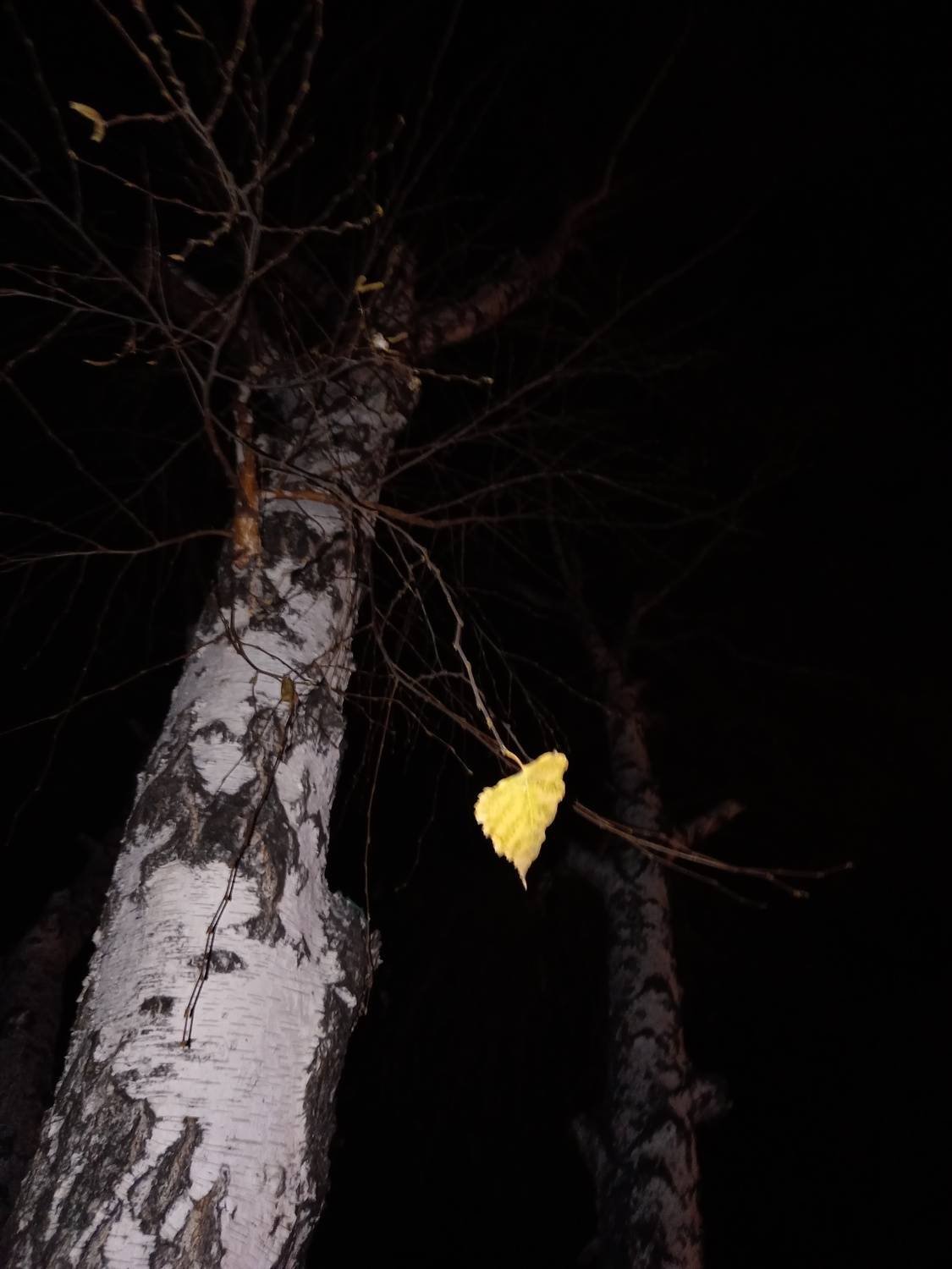 Photo #13687825