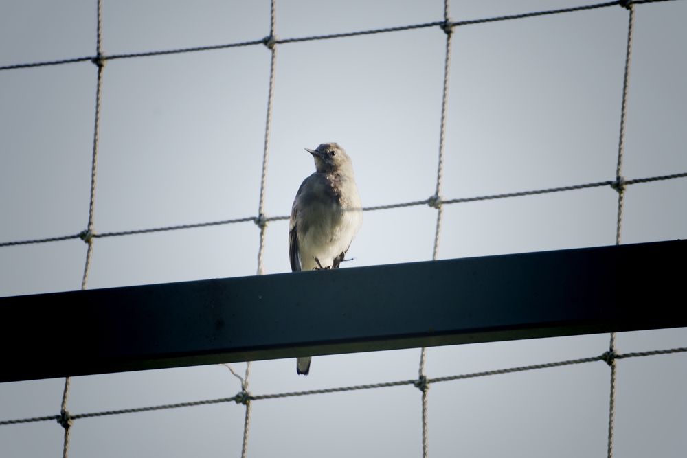Photo #13687886