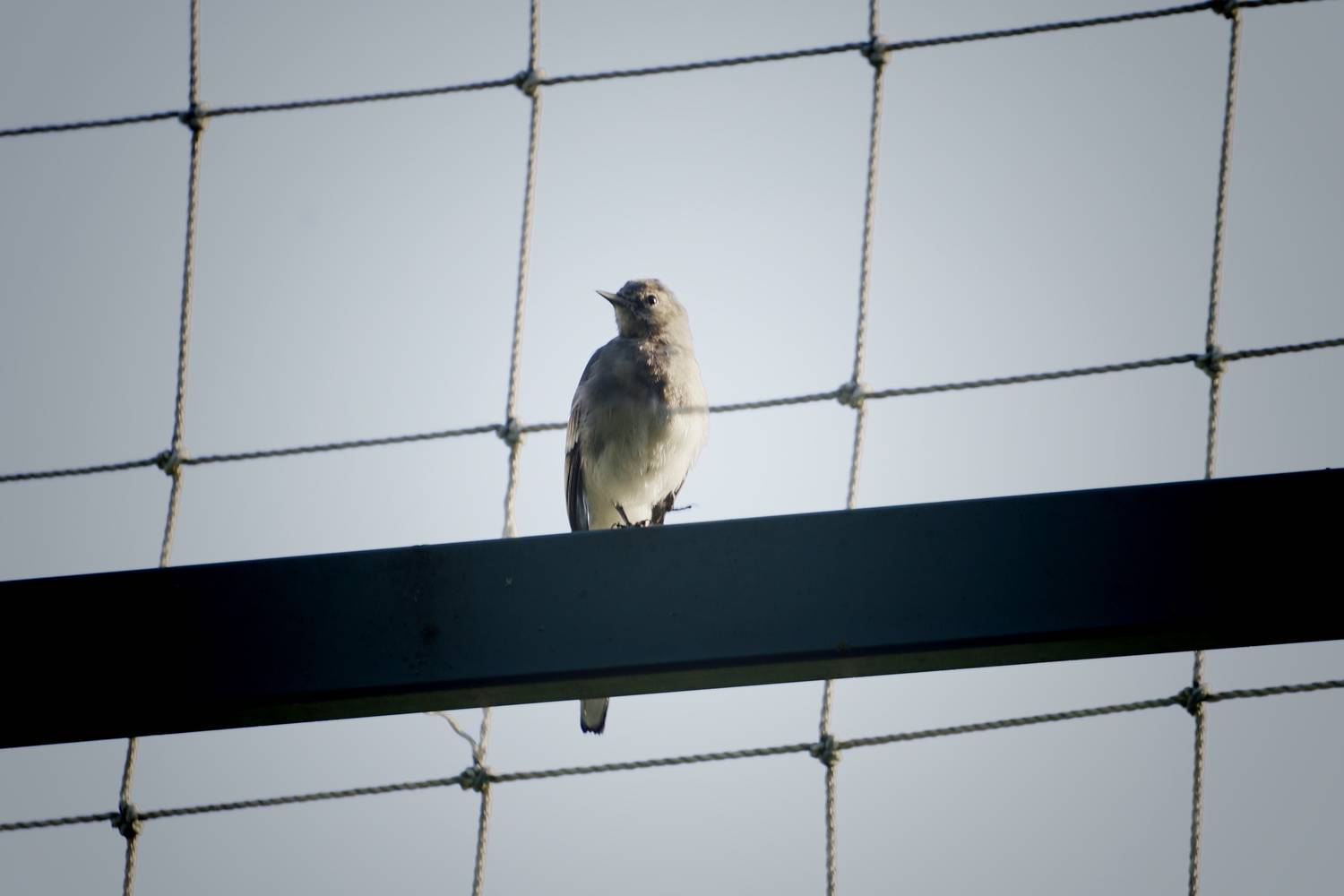 Photo #13687886