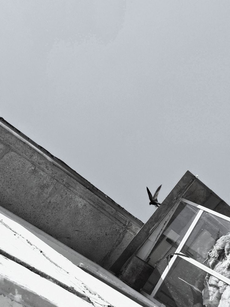 Photo #13687939
