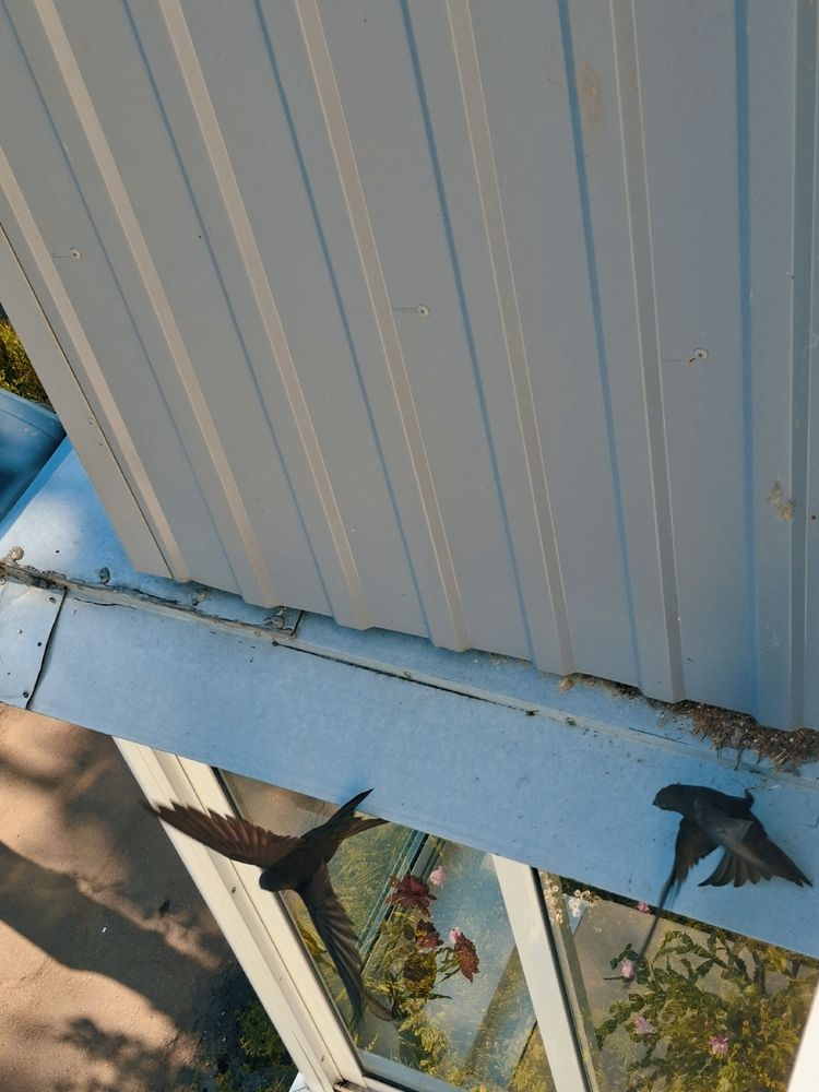 Photo #13687942