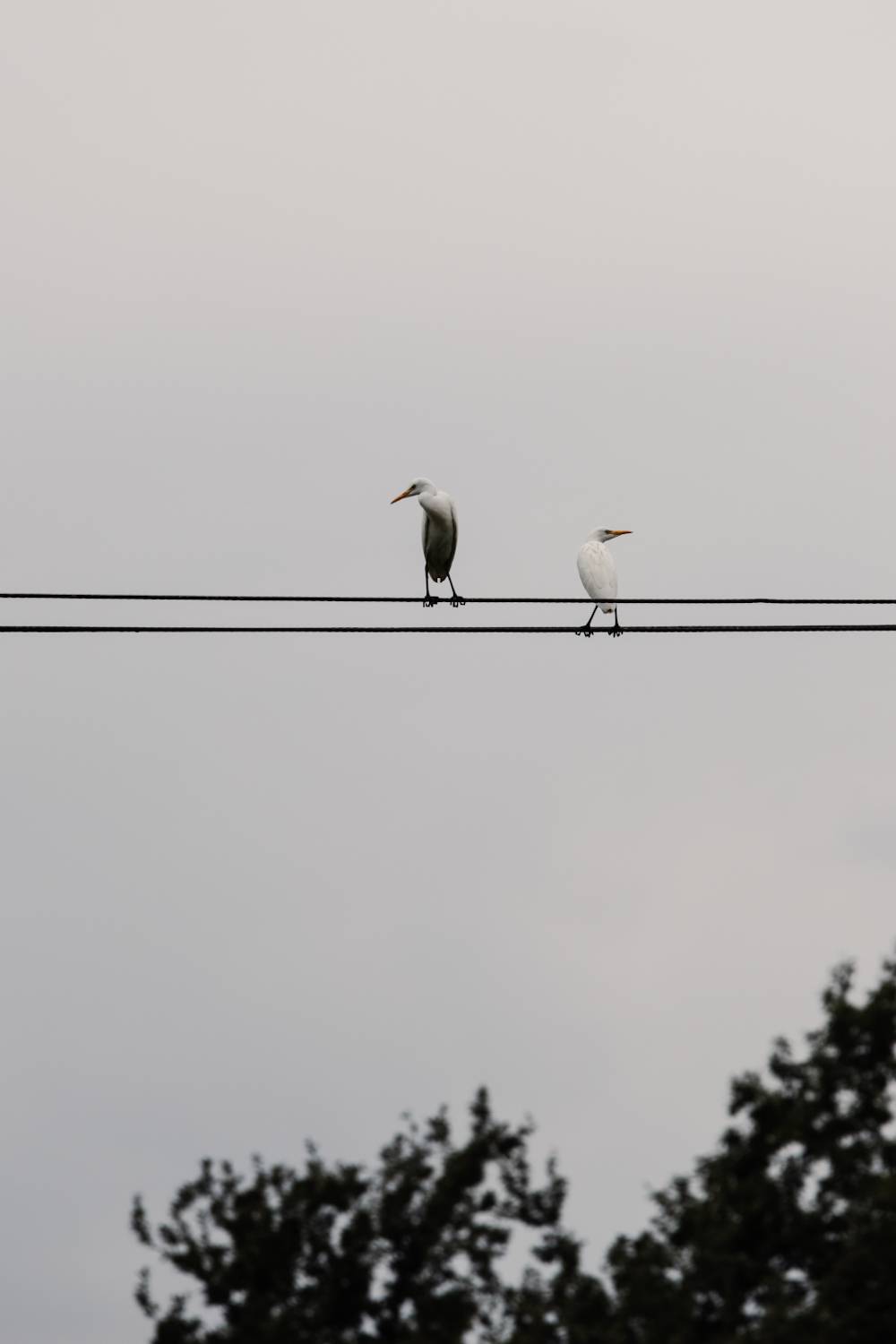 Photo #13687985