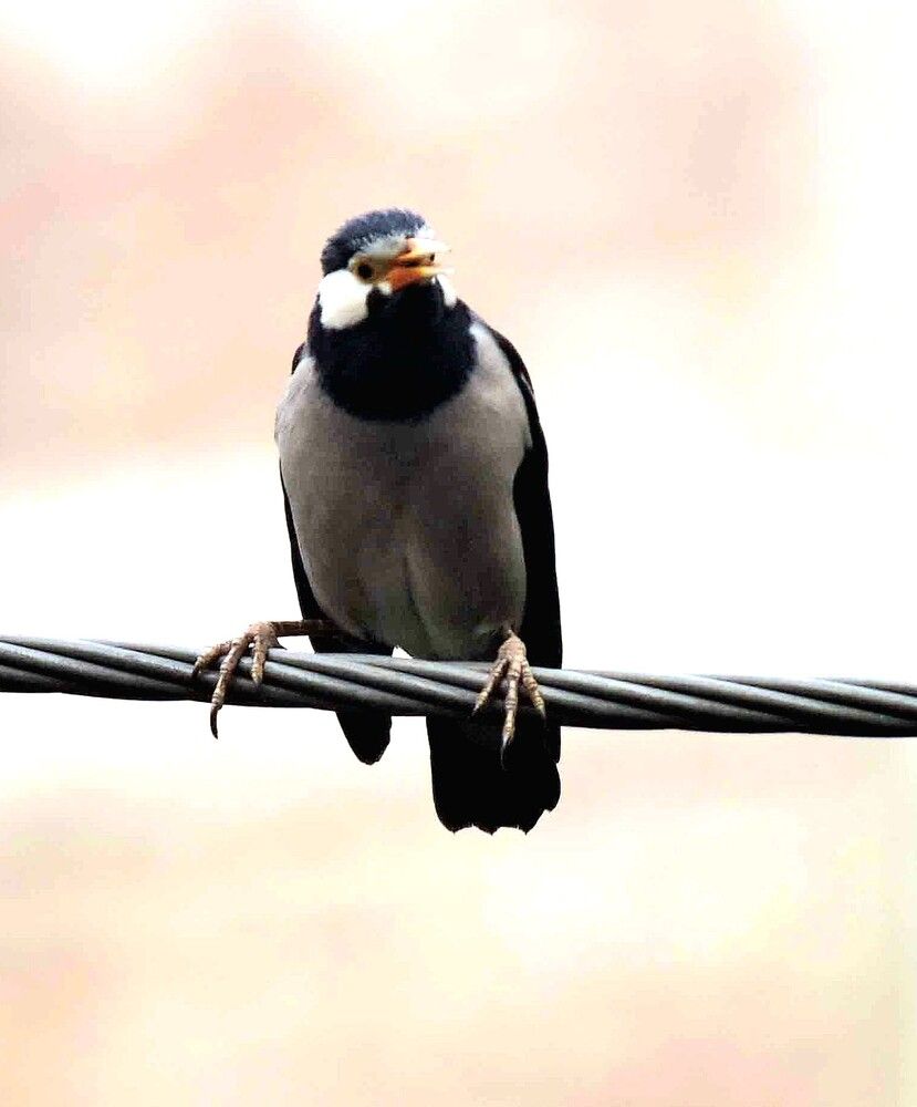 Photograph by Md Rizwanullah Shuvo