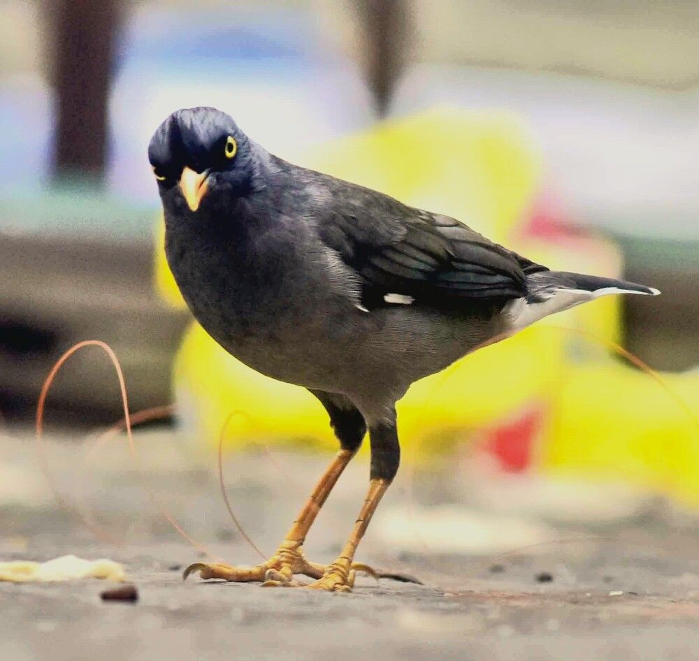 Photograph by Md Rizwanullah Shuvo