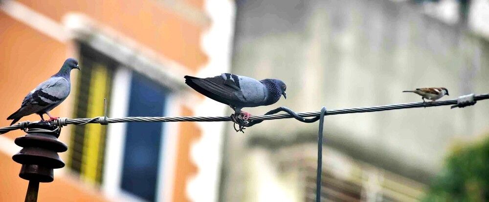 Photograph by Md Rizwanullah Shuvo