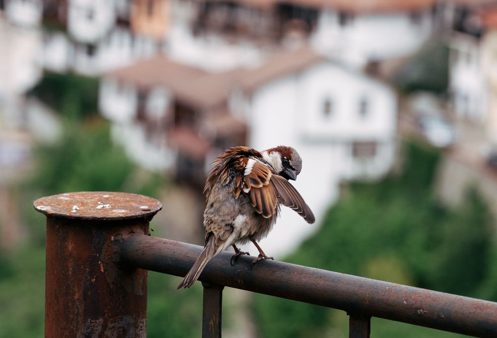 Photograph by Teodora Kremova
